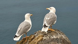 Riomaggiore   <em>(Cinque Terre)</em>  |   3  /  12    |