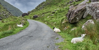 Killarney   <em>(ring of kerry, Ballaghbeama Gap)</em>  |   14  /  37    |