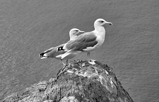 Riomaggiore   |   13  /  21    |