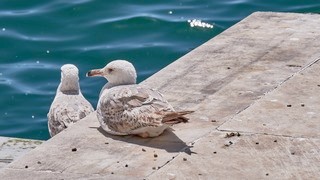 Istanbul    (Palais de Dolmabahce) </em>   |   15  /  22    |